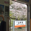 山中渓駅　桜