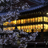 京都新聞写真コンテスト　向日神社　夜桜