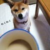 コーヒー好きな柴犬