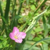 赤花夕化粧