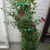 菊の花…