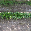 【家庭菜園】3度目のほうれん草、初収穫です