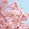 【ランニング】桜満開の中でのランニングが最高！ #337点目