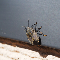 ハートマークが可愛らしいカメムシ。やや珍しいエサキモンキツノ