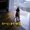 レースカーテン買い替え事件（笑）