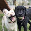 北海道犬ルカと黒ラブのエマ