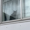 二階の窓の猫The cat in the window on the second floor