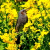 いっぱいの菜の花とヒヨドリとキタテハ