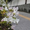 ツツジの咲く街角『小石川後楽園編』Koishikawa Korakuen Garden