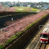 三浦海岸の河津桜　その１