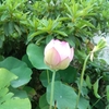 Tさんからの花と祭り便り