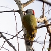 日本　元旦の野鳥たち