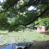 まんぼぅくん、小石川後楽園　その3