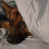 レックス～ウィーン警察シェパード犬刑事～Kommissar REX☆S2-8