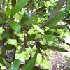 ハウチワノキの実