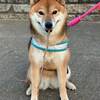 犬バカちゃんリン☆蕎麦屋の風鈴♪　犬語入門　応用編？　黒糖君は傍若無人！柴犬・空海くんは仲裁？
