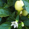 トウガラシの花と実