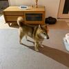 帯状疱疹かもしれません
