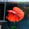 ベタ ハーフムーンの飼育について～カラフルと茜月(あかねづき)が教えてくれたこと～