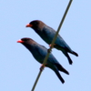 五月晴れの空を飛ぶブッポウソウ