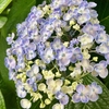 美しいプラスチックの部品で組み立てられたようなアジサイ　Hydrangea like assembled with beautiful plastic parts〈230529〉