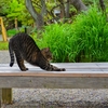 走るのやめて速歩きにします。