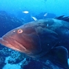 Dive185本目：千葉県伊戸シャークスクランブル