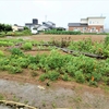 神原町花の会(花美原会)( ４６５)　　　記録的な大雨による花畑の冠水被害