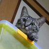 猫にインタヴュー
