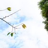 秋の桜は枯れ模様　芙蓉は咲き模様　空は秋模様　心は切ないもよう