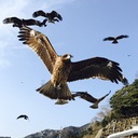くしゃみ しそうやった。