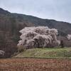 ★上田市武石余里の花桃を見に行ったら早かった　2023