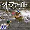 1205【川霧マガモが喧嘩】カワセミ・カイツブリ捕食。猛禽類チョウゲンボウがカラスとオナガに場所取られる。カワウ婚姻色。足怪我悲劇のコサギとダイサギ【 #今日撮り野鳥動画まとめ 】 #身近な生き物語