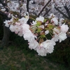 Cherry blossom language of flower - 桜　花言葉