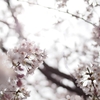 横浜の桜 2018
