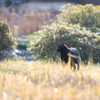 周南諸島のねこさん