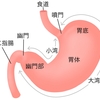 登録販売者資格　〜消化器系器官（胃・腸・膵臓・肝臓など） Part.5　胃〜
