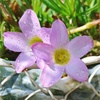 それぞれの蕾♡斑入りハイビスカス