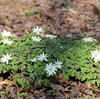 早春の花々（4月22日）