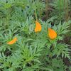 橙色のコスモスの花弁