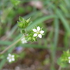 雑草の花を撮ってみる