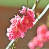 花を楽しむ