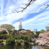 新宿御苑の桜