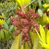 Daphniphyllum macropodum　ユズリハ