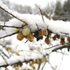 雪の日の小学校の昼休み