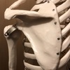 肩甲骨scapula（スキャピュラ）