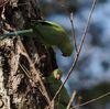 感情豊かな野鳥たちの日常 - ワカケホンセイインコの失恋