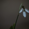 snowdrop