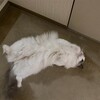 雨だけど朝から元気いっぱいのふくちゃん