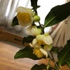 侘び寂び感じる　茶の花